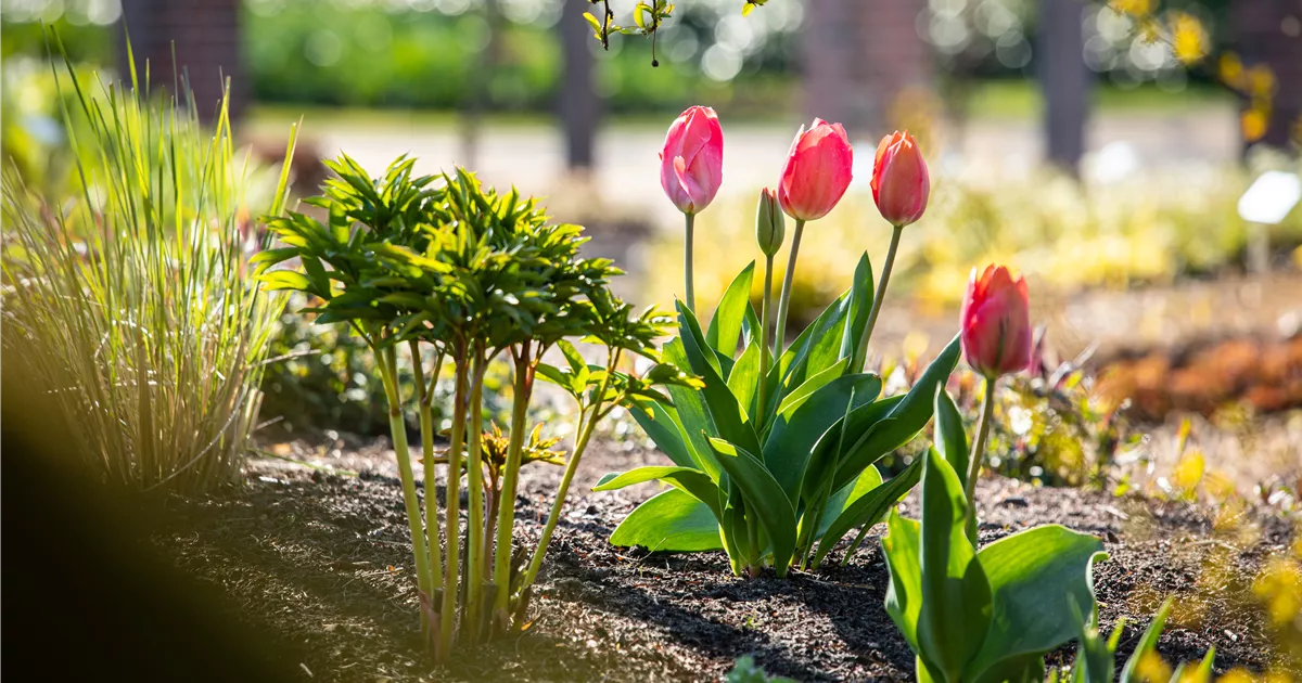 Frühblühende Pflanzen farbenfrohe Frühlingsboten Huplant