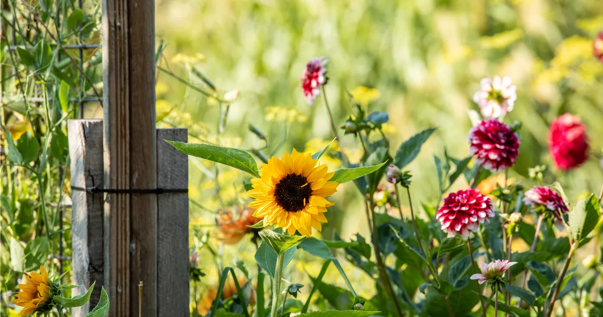 Unsere schönsten Sommerblumen für Kübel und Garten Huplant