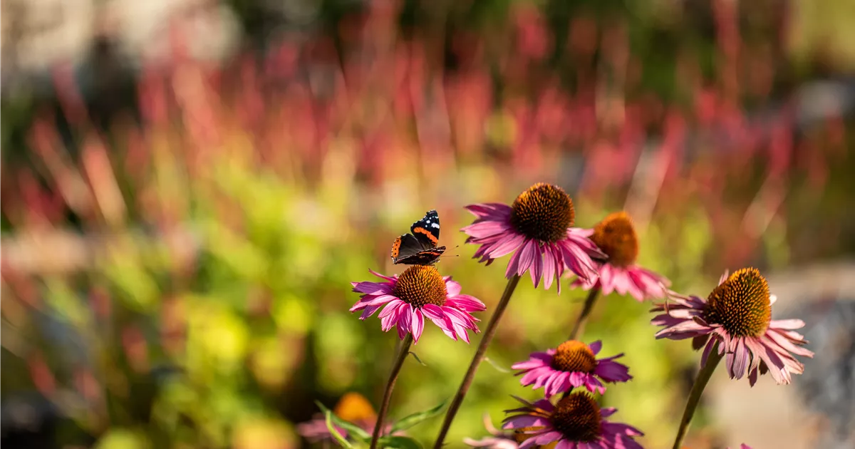 Endlich ist es soweit im Herbst Stauden pflanzen Huplant
