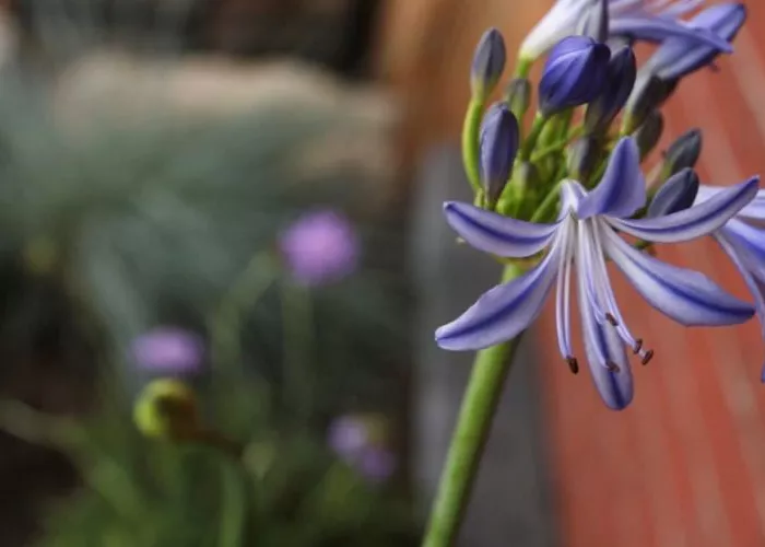 Afrikanische Schmucklilie - Einpflanzen im Garten Afrikanische Schmucklilie - Einpflanzen im Garten