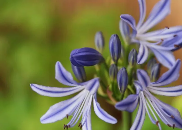 Afrikanische Schmucklilie - Einpflanzen in ein Gefäß Afrikanische Schmucklilie - Einpflanzen in ein Gefäß