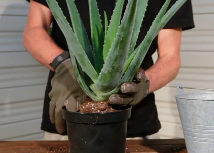 Aloe Vera - Umtopfen Aloe Vera - Umtopfen