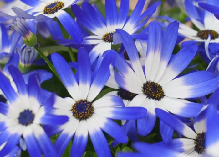 Aschenblumen - Einpflanzen im Garten Aschenblumen - Einpflanzen im Garten