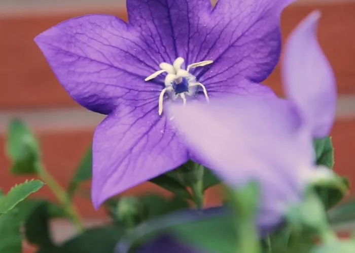 Ballonblume- Einpflanzen im Garten Ballonblume- Einpflanzen im Garten