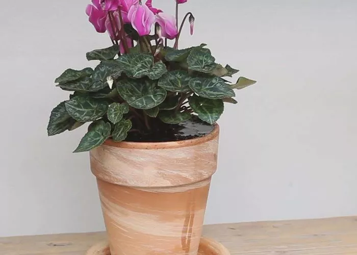 Alpenveilchen - Einpflanzen in ein Gefäß Alpenveilchen - Einpflanzen in ein Gefäß