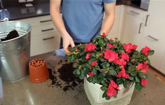 Azalee - Einpflanzen in ein Gefäß