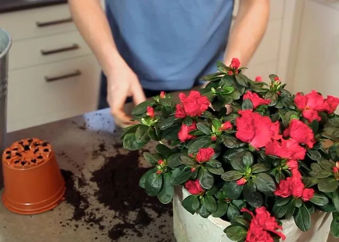 Azalee - Einpflanzen in ein Gefäß Azalee - Einpflanzen in ein Gefäß