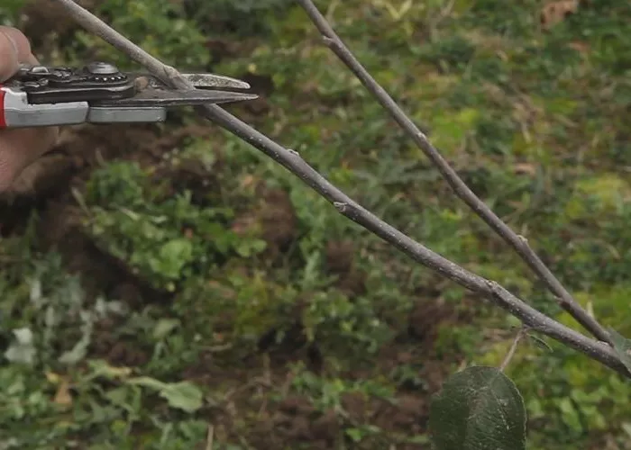 Apfelbaum - Pflanzschnitt Apfelbaum - Pflanzschnitt