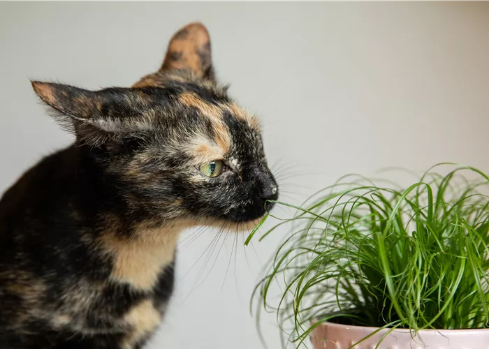 Tierfreundliche Pflanzen für Deine Wohlfühl-Oase Tierfreundliche Pflanzen für Deine Wohlfühl-Oase
