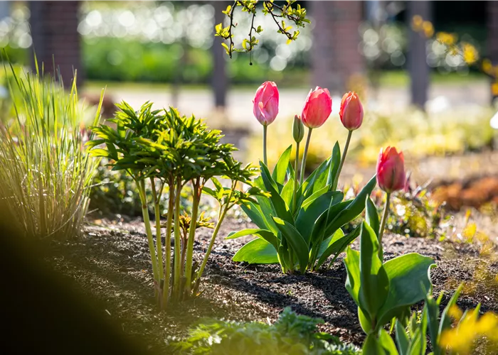 Frühblühende Pflanzen – farbenfrohe Frühlingsboten Frühblühende Pflanzen – farbenfrohe Frühlingsboten