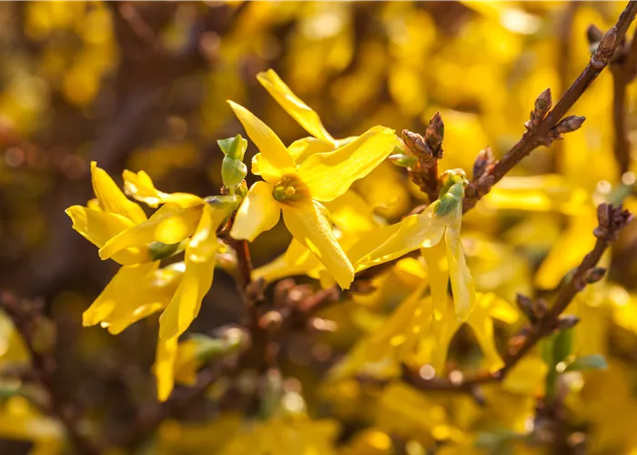 Frühblüher pflanzen für ein Blütenmeer im Frühling Frühblüher pflanzen für ein Blütenmeer im Frühling