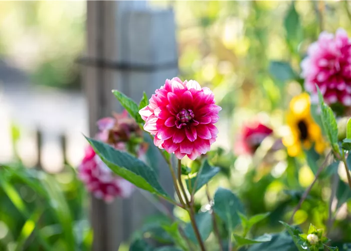Blumenzwiebeln setzen – für welche Blumen? Blumenzwiebeln setzen – für welche Blumen?