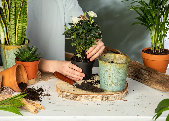 Erfolgreich Umtopfen – Tipps und Tricks der Profis