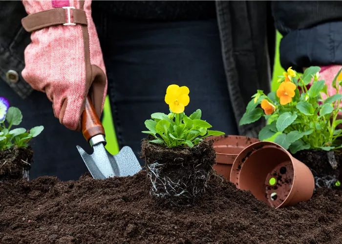 Die Pflanzzeit geht los – was kommt in den Garten? Die Pflanzzeit geht los – was kommt in den Garten?