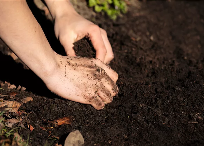 Beete vorbereiten – Tipps rund um den Gemüseanbau