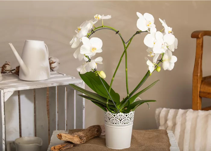 Mit dieser Pflege bringst Du Orchideen zum Blühen