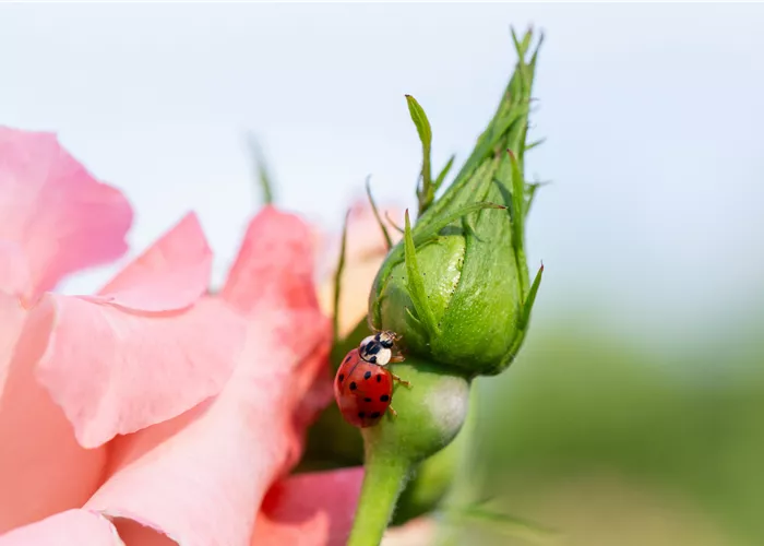 Nützlinge für eine natürliche Schädlingsbekämpfung