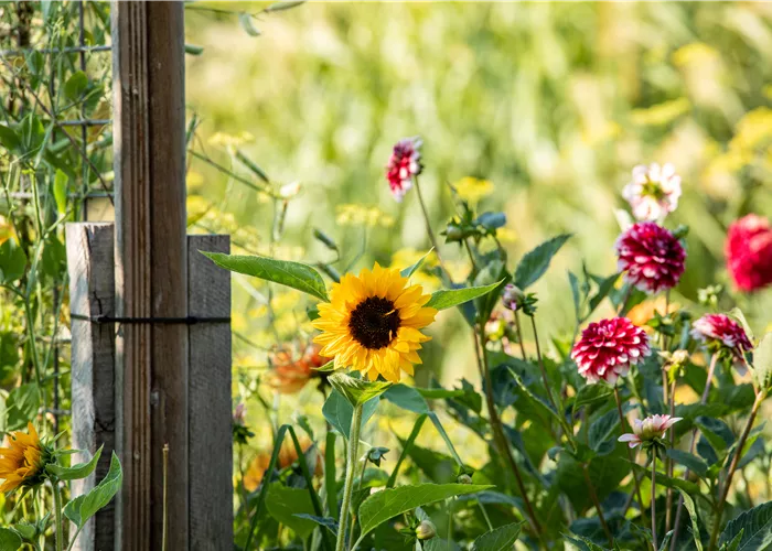Unsere schönsten Sommerblumen für Kübel und Garten