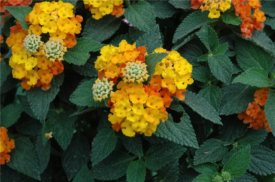 Unsere schönsten Sommerblumen für Kübel und Garten