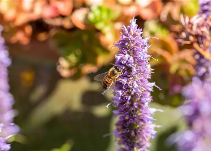 Bienenfreundliche Pflanzen für Deinen Gemüsegarten Bienenfreundliche Pflanzen für Deinen Gemüsegarten