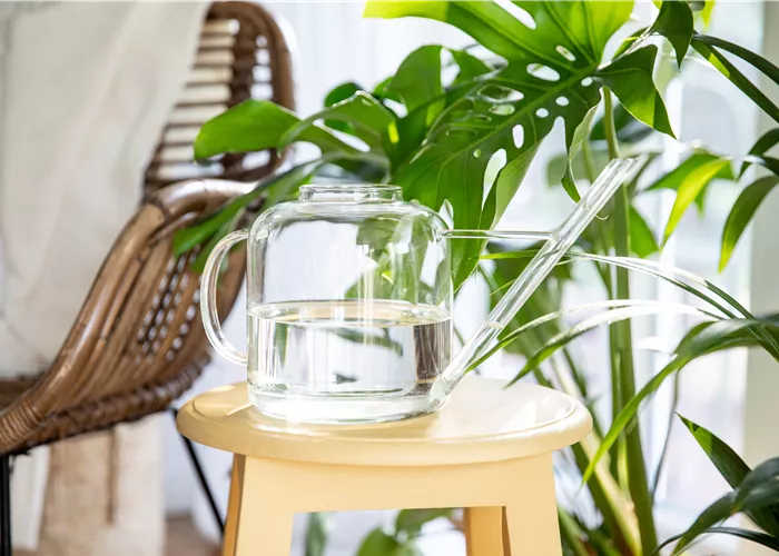 Zimmerpflanzen giessen – so machen es echte Profis