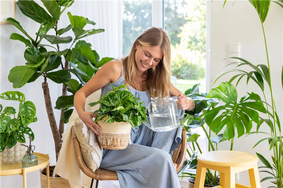 burle marx variegata pflege Philodendron burle marx variegata | Raritten