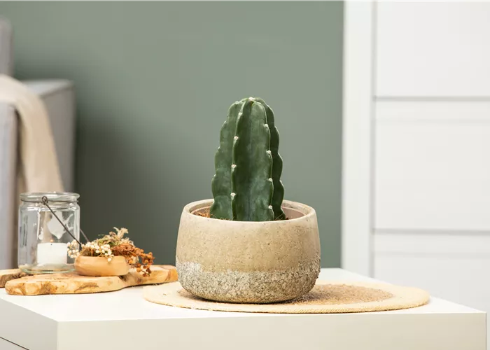 Kakteen und Sukkulenten pflegen – Tipps und Tricks