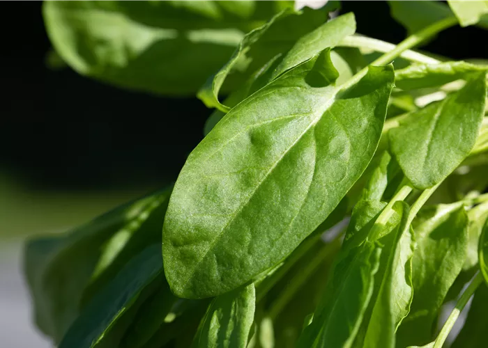Gemüse im Herbst pflanzen – für späte Erntefreuden Gemüse im Herbst pflanzen – für späte Erntefreuden