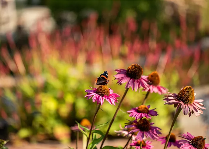 Endlich ist es soweit – im Herbst Stauden pflanzen Endlich ist es soweit – im Herbst Stauden pflanzen