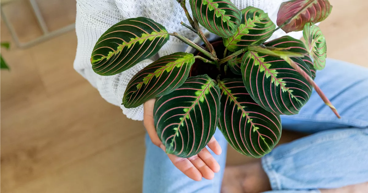 Die ideale Pflege Deiner Zimmerpflanzen im Winter - Huplant  Pflanzenkulturen AG
