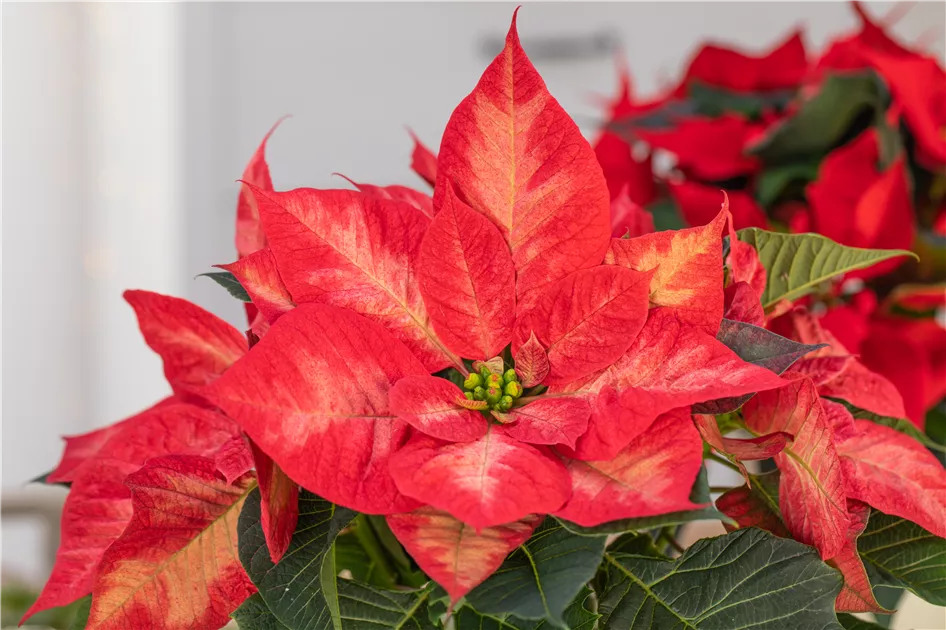 Weihnachtssterne pflegen fr ein farbenfrohes Fest - Huplant  Pflanzenkulturen AG