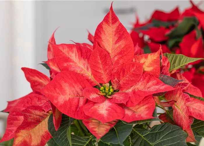 Weihnachtssterne pflegen für ein farbenfrohes Fest Weihnachtssterne pflegen für ein farbenfrohes Fest