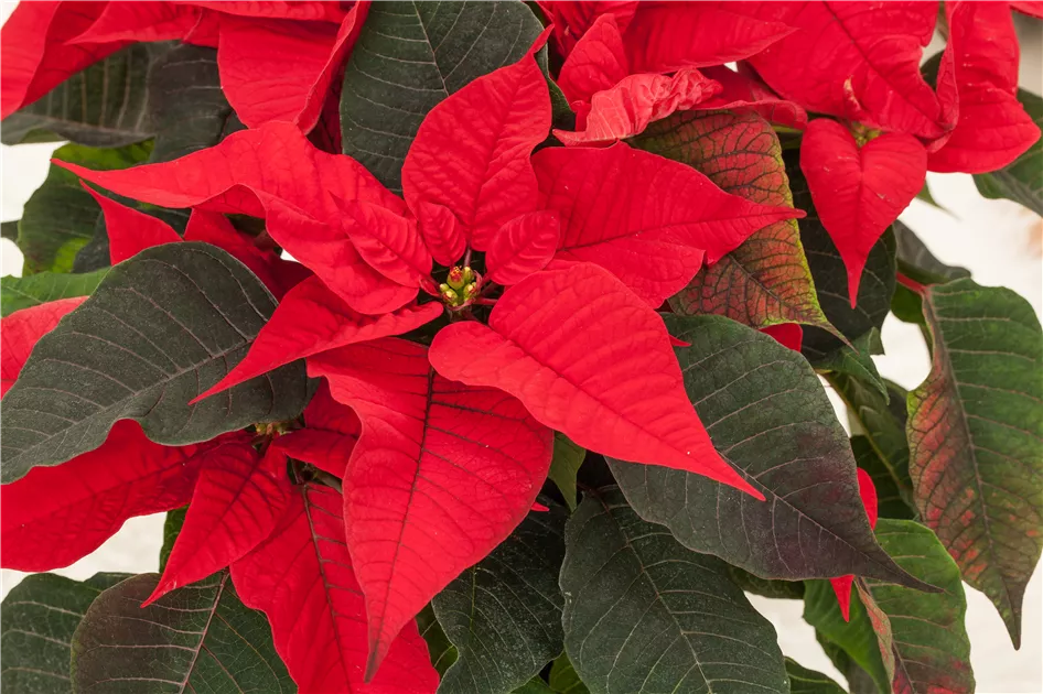 Weihnachtssterne pflegen fr ein farbenfrohes Fest - Huplant  Pflanzenkulturen AG