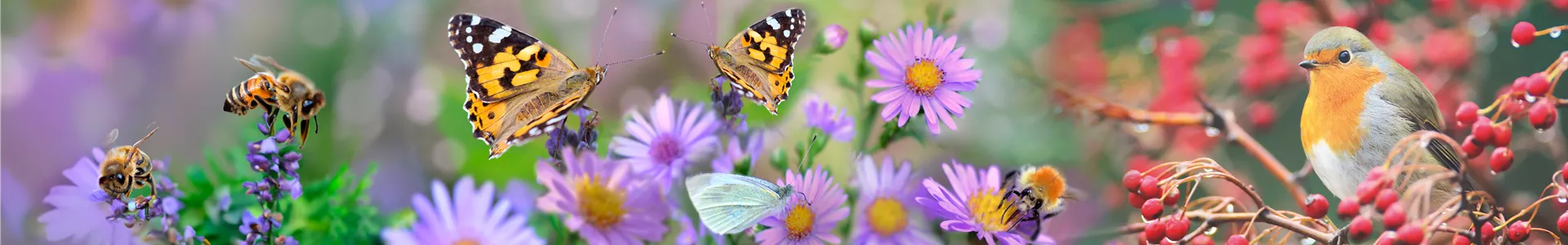 Banner_Naturgarten-Tag_Birdlife_7.jpg Banner_Naturgarten-Tag_Birdlife_7.jpg