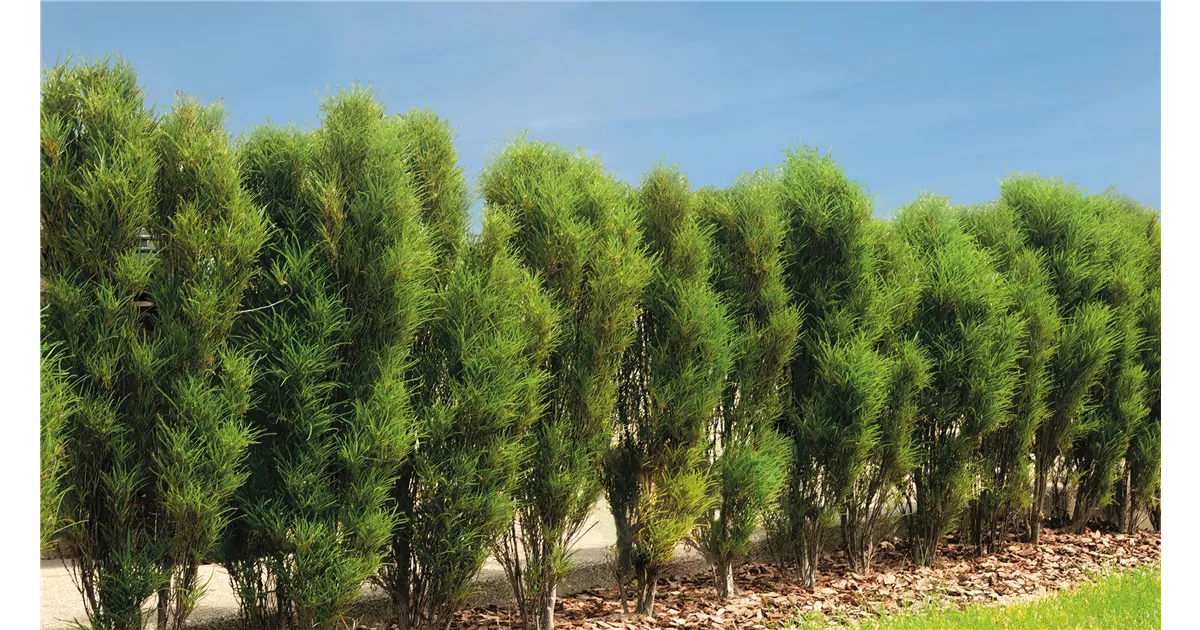 heckenpflanzen liguster kaufen Ovalblättriger Liguster - Ligustrum ovalifolium - Blatt grün