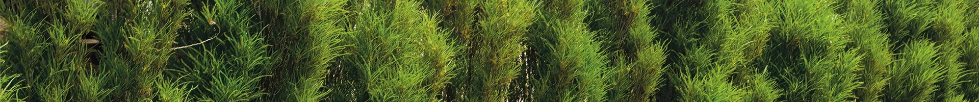 Federbaeumchen_Huplatn_Gartencenter2-0-385-3032-1705.jpg Federbaeumchen_Huplatn_Gartencenter2-0-385-3032-1705.jpg