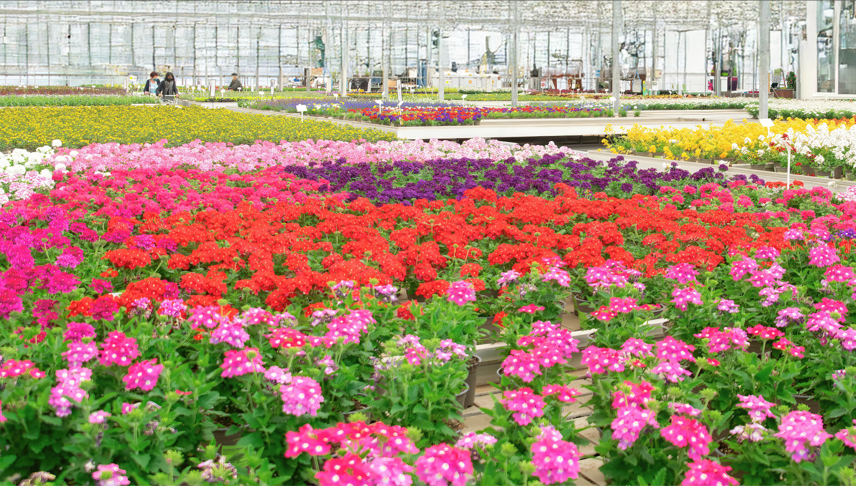 Huplant_Gartencenter_Bluetenparadies_2.png