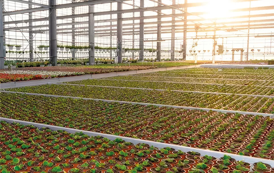 Gartencenter_Huplant_Produktion_Biopflanzen.jpg