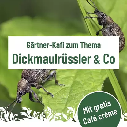 Gärtner Kafi, Dienstag, 13. Oktober um 9.30 Uhr im Florina 