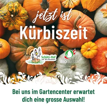 Kürbisverkauf – Speise- und Zierkürbisse