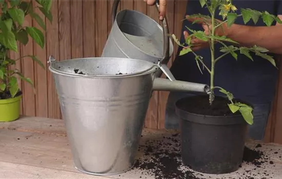 Tomaten - Einpflanzen in ein Gefäß