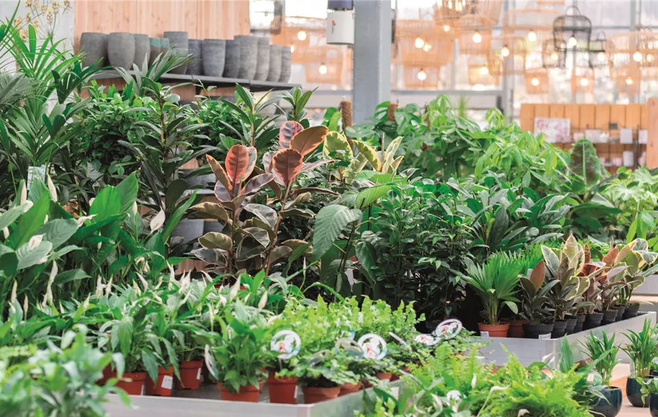 Gartencenter_Huplant_Zimmerpflanzen.jpg