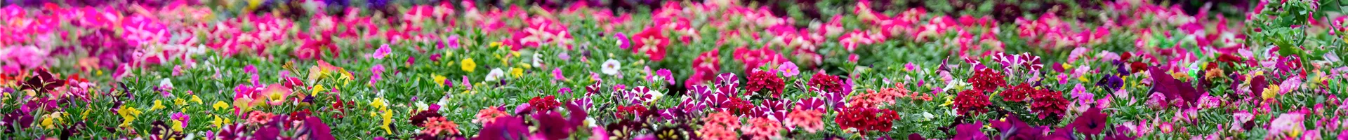 Gartencenter_Huplant_Bioproduktion_Bluetenmeer3.jpg Gartencenter_Huplant_Bioproduktion_Bluetenmeer3.jpg