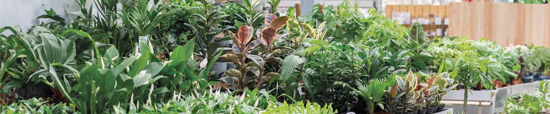 Gartencenter_Huplant_Zimmerpflanzen2.jpg Gartencenter_Huplant_Zimmerpflanzen2.jpg