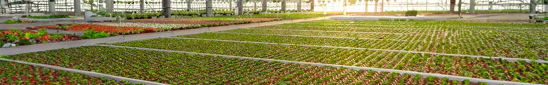Gartencenter_Huplant_Bioproduktion_Header.jpg Gartencenter_Huplant_Bioproduktion_Header.jpg