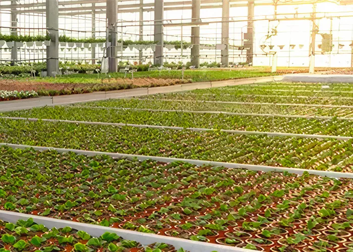 Bio-Produktion Bio-Produktion